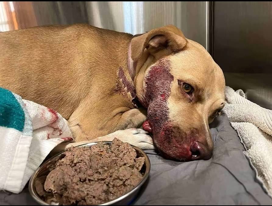 🐾 Chance — The Puppy Clinging to His One Last Chance