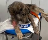 A Hungry Dog Waiting for Someone to Care