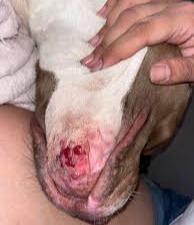 HELP MAYA GET LIFE-SAVING SURGERY 💔