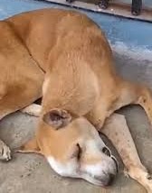 A Wounded Dog Is Fighting for His Life — Please Help Hi