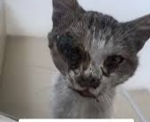 Help Save a Little Kitten With an Injured Eye