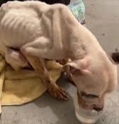 Help Jane Fight for Her Life