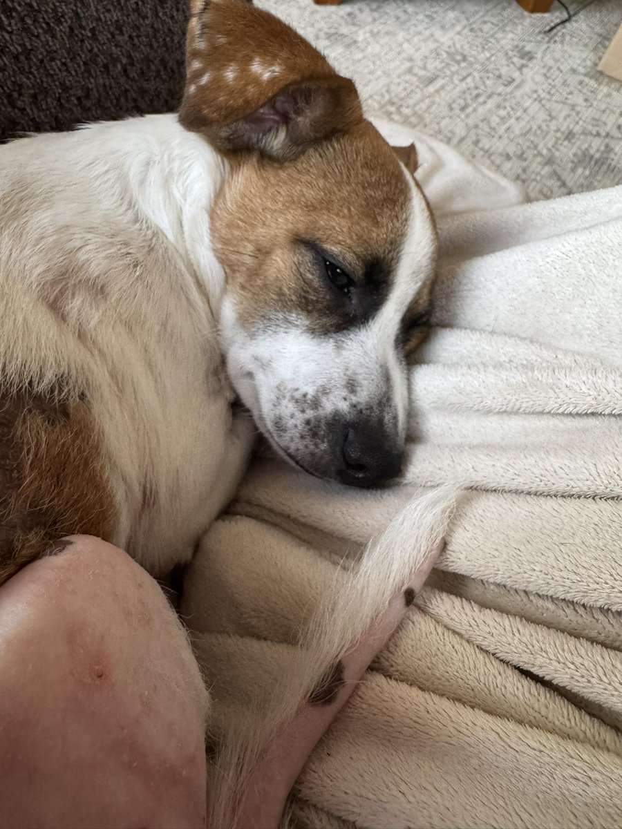 🐾💔 A Wounded Dog Fighting for His Life — He Needs You