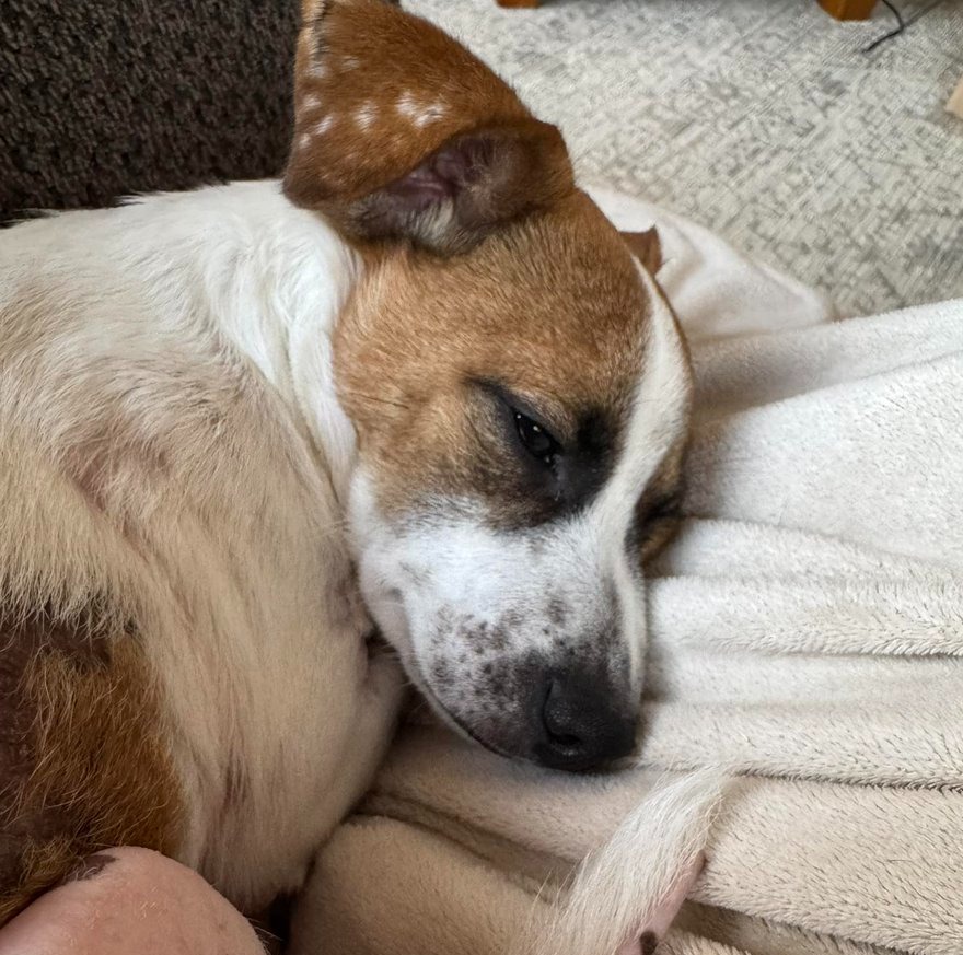 🐾💔 A Wounded Dog Fighting for His Life — He Needs You